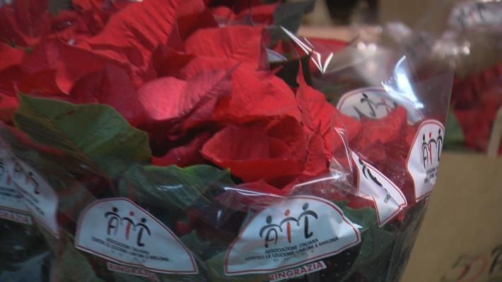 Costi doppi per le stelle di Natale, colpa del caro bolletta