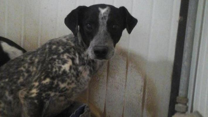 Pannocchio l'invisibile... perch&eacute; paurosissimo. Marche