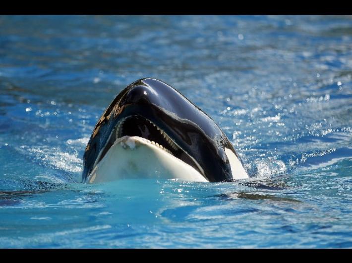 Mamma Orca ha abbandonato il cucciolo morto