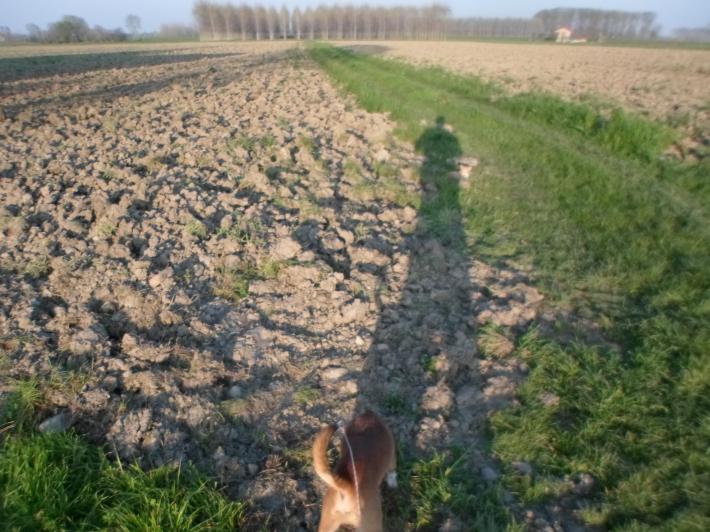 Mezzano Rondani, "fanghi come concime: odore insopportabile"