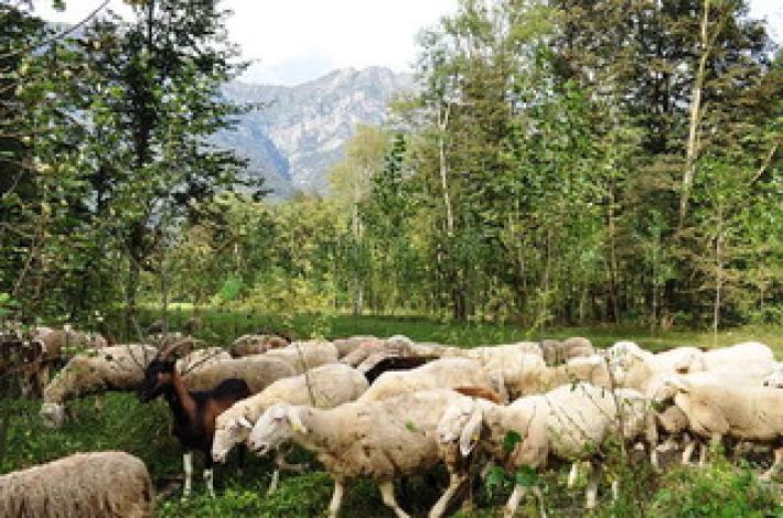 Anche la transumanza diventa patrimonio dell'umanit&agrave;