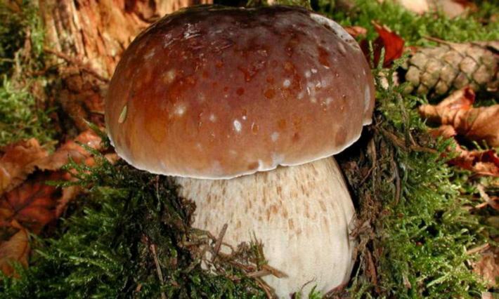 Funghi e tartufi: in arrivo tante occasioni golose