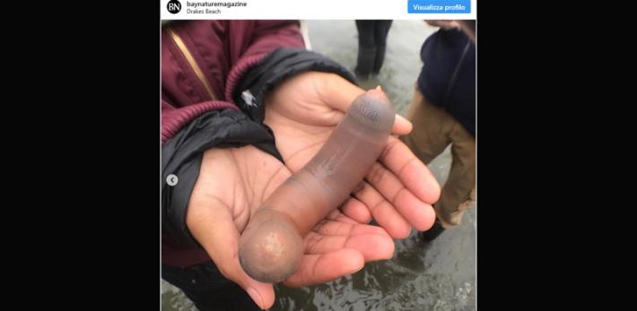 Misteriosa invasione di pesci pene sulle  spiagge della California - Video 