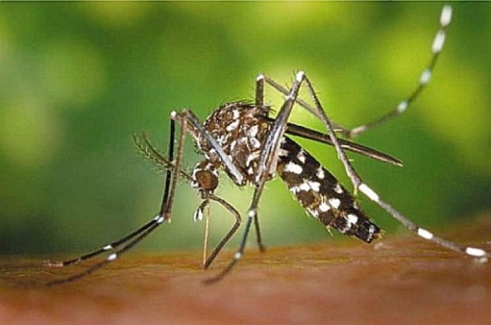 Dengue: un caso sospetto a Collecchio; rientrata l'allarme a Polesine Zibello 
