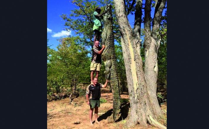 Catturato coccodrillo mostruoso