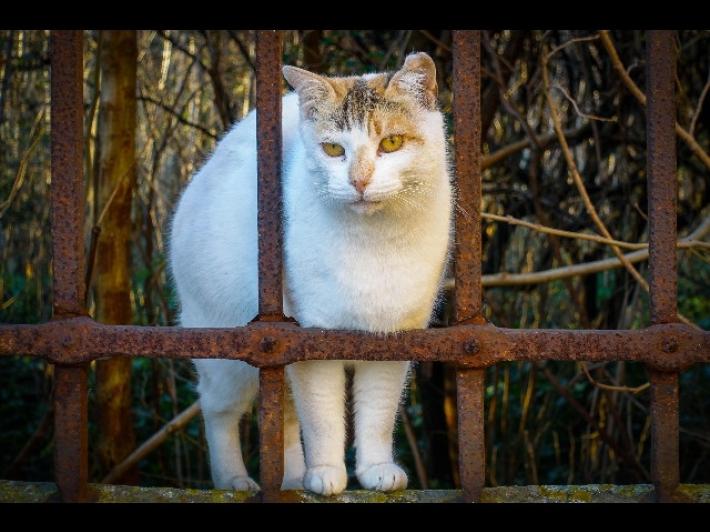Uccideva gattini, condannata a 6 mesi