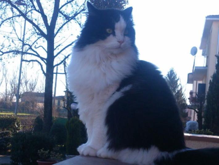 Colorno: chi ha visto Elio?