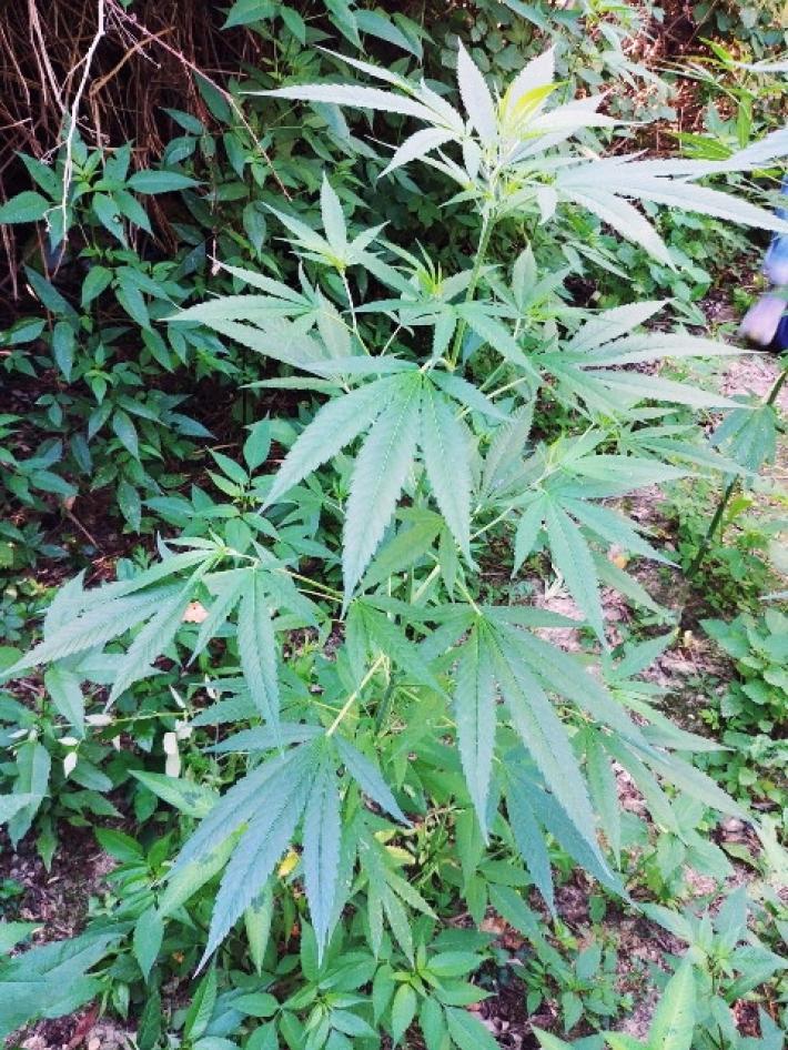 Reggio Emilia, scoperta una piantagione di marijuana 'cinese'