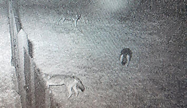 Lupi a Langhirano ripresi da una videocamera di sorveglianza