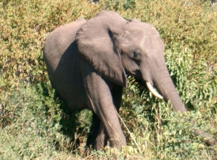 Imola, elefante  libero in mezzo a un prato. Era scappato dal circo
