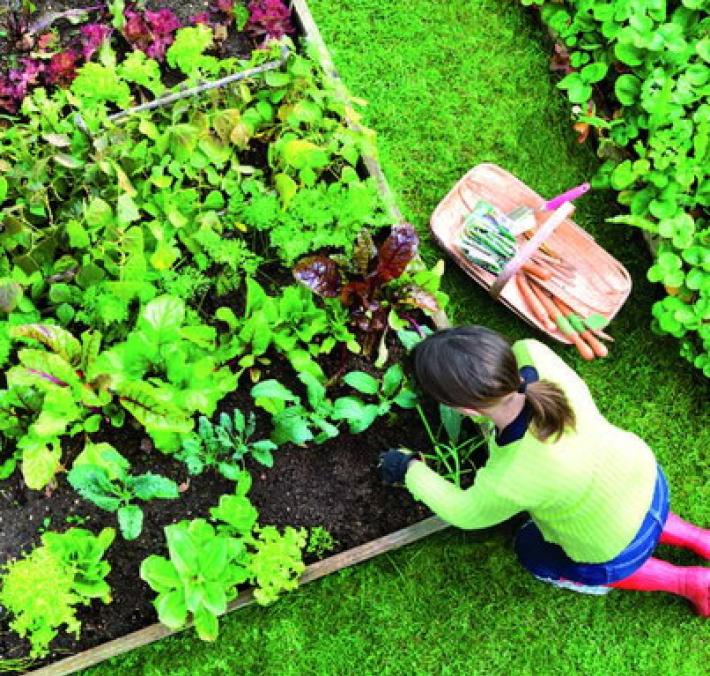 Il tuo piccolo orto: quali piante seminare