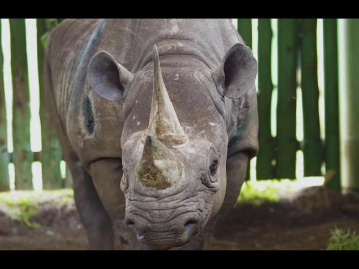 Morto il rinoceronte pi&ugrave; vecchio del mondo