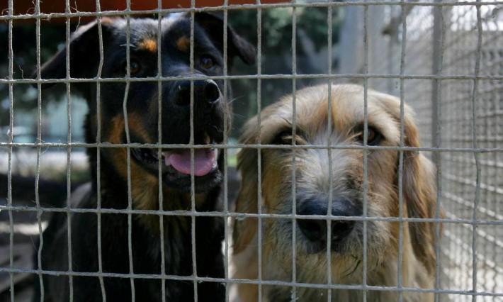 Il nuovo canile apre a inizio anno