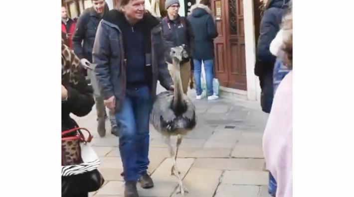 Venezia: due struzzi a spasso tra le calli, multati proprietari - Video 