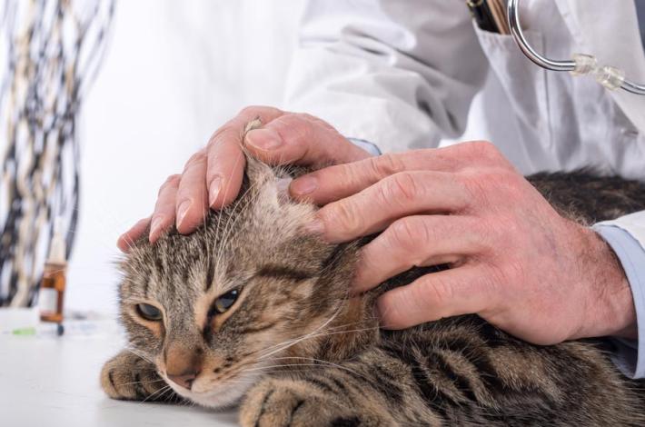 Un gatto con l'otite? Cause, sintomi e cure