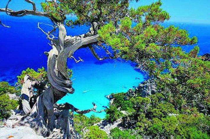 Cade un albero in spiaggia in Ogliastra, muore una  donna di 28 anni