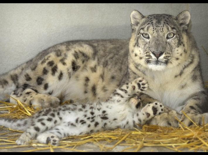 In Etiopia contrabbando di baby leopardi