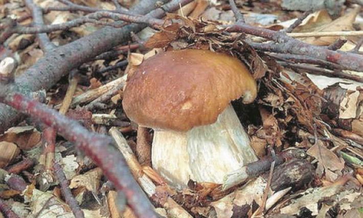 Tutti in attesa dei funghi sperando nelle piogge