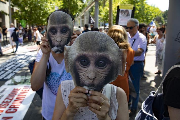 Il Consiglio di Stato sospende la sperimentazione su sei macachi a Parma e Torino