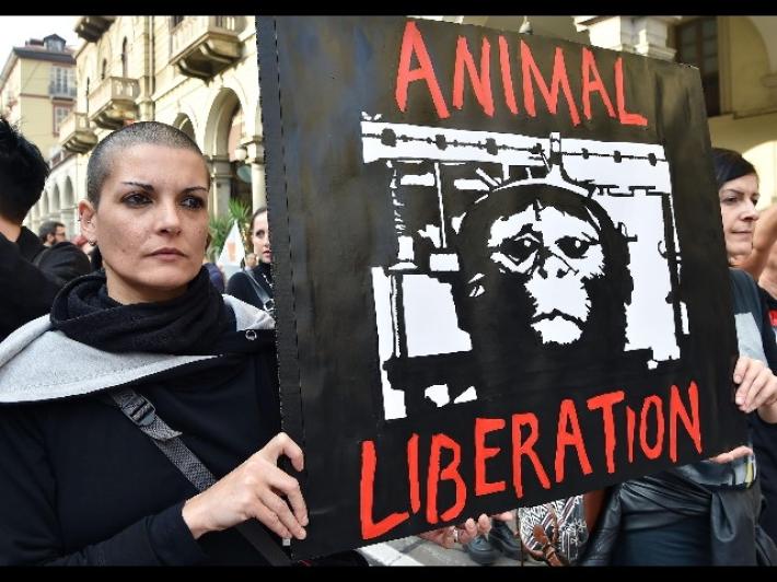 Sospesa la sperimentazione sui macachi, Rettore e Pro Rettore: 'La ricerca &egrave; un bene universale'