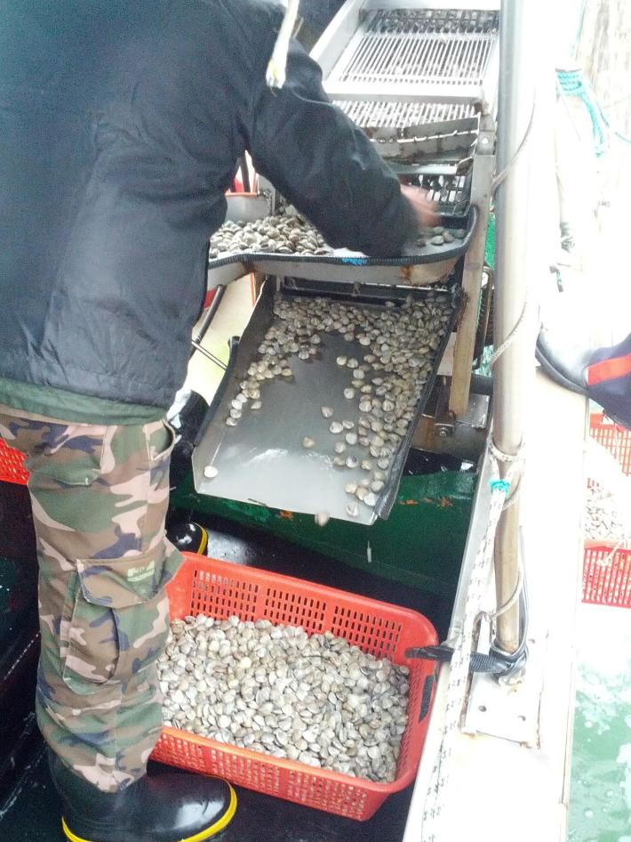 Sos per vongole e telline