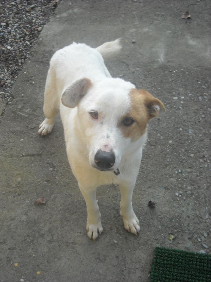 Timori per l'anestesia? I controlli sono accurati e i protocolli adattabili