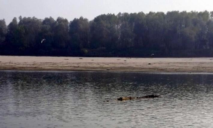 Florida, ucciso da alligatore mentre cercava frisbee in lago 