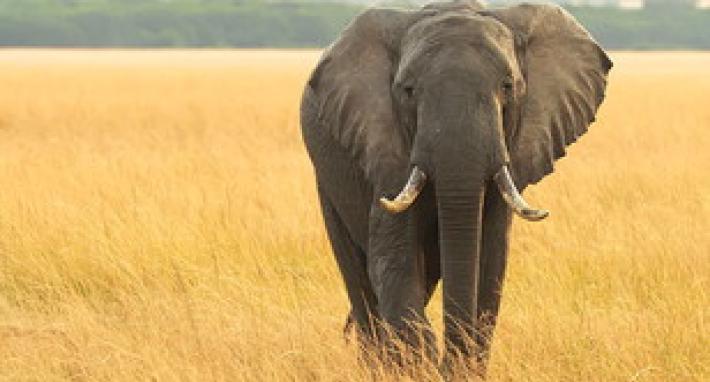 Due turiste uccise da una elefante in Zambia durante un safari