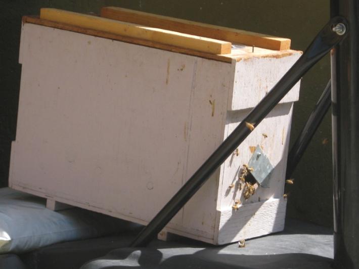 Il ruolo delle api? E' fondamentale