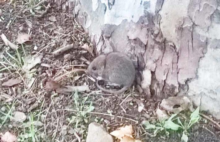 Salsomaggiore, allarme topi: 'Sfrecciano da tutte le parti'