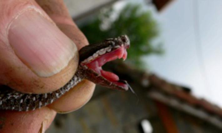 Tutti i serpenti di casa nostra