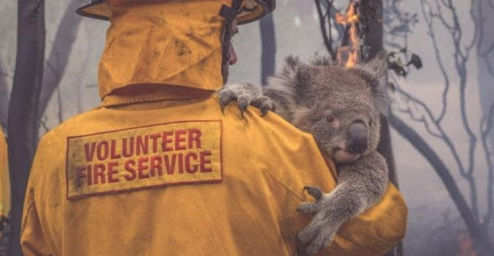 Emergenza incendi, da Barilla una donazione a favore di WWF Australia