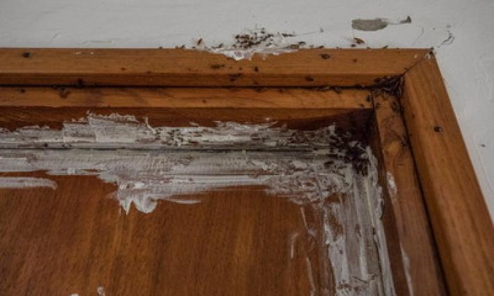 Via Buffolara, condominio invaso dagli scarafaggi, inquilini &laquo;in trincea&raquo;