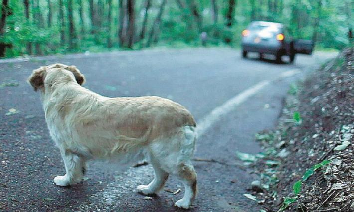 Salvini: "Revoca della patente per chi abbandona un animale domestico"