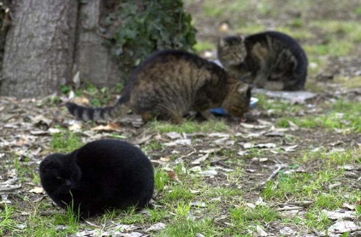 Strage dei gatti, operaio 46enne condannato a un anno