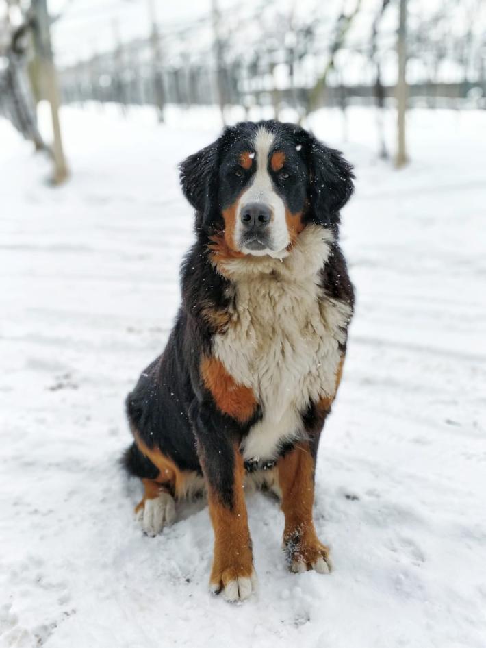 'Buon viaggio, amico mio'.: come elaborare il lutto degli animali d'affezione