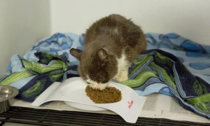 La gattina Highlander cerca casa