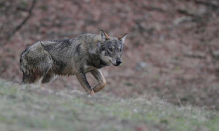 Il sindaco e i lupi: &laquo;Io visionario? No, realista&raquo;