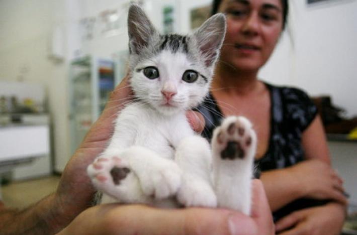 Il  gatto non dorme e chiede sempre cibo