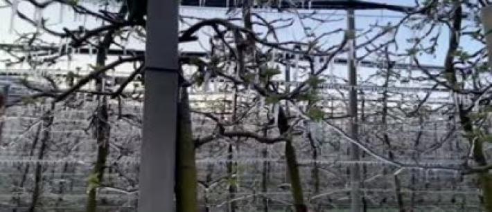 Agricoltura: primavera precoce, allarme per frutteti in E-R