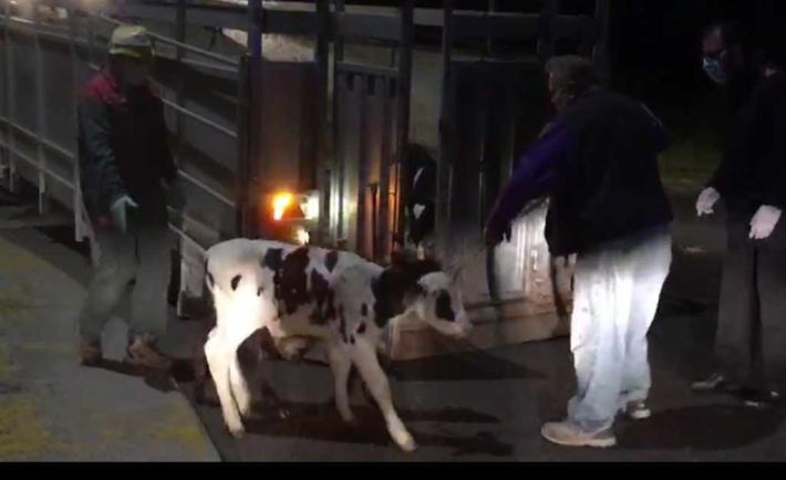 Una ventina di vitelli in fuga lungo la provinciale a Poviglio: 'catturati' dai carabinieri