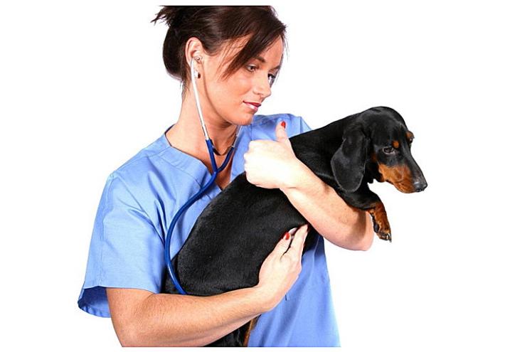 Le possibili cause del prurito in un cane