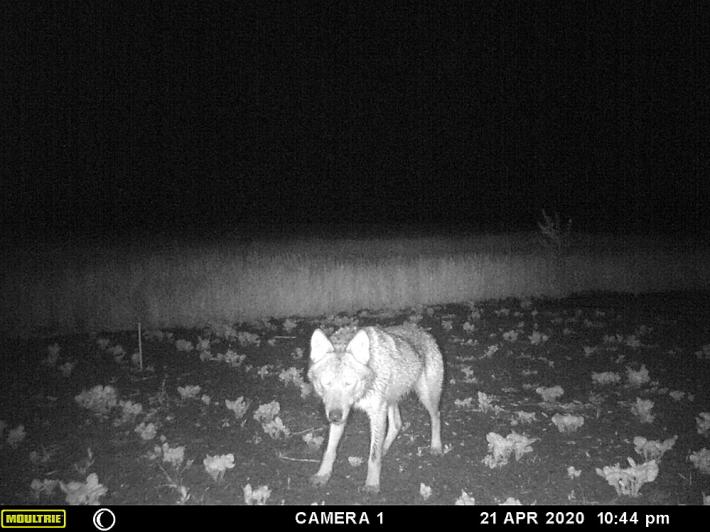 Lupo nell&rsquo;orto: la foto di un lettore