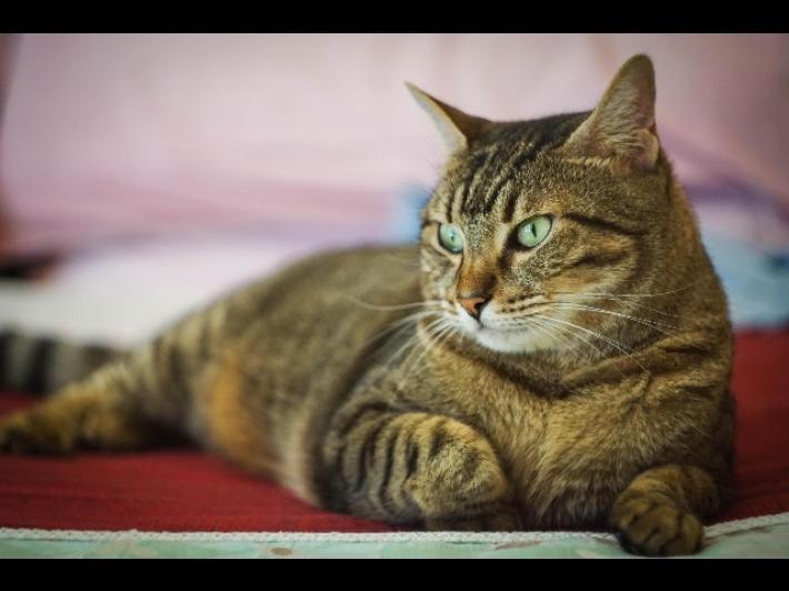 Come i nostri gatti comunicano con noi