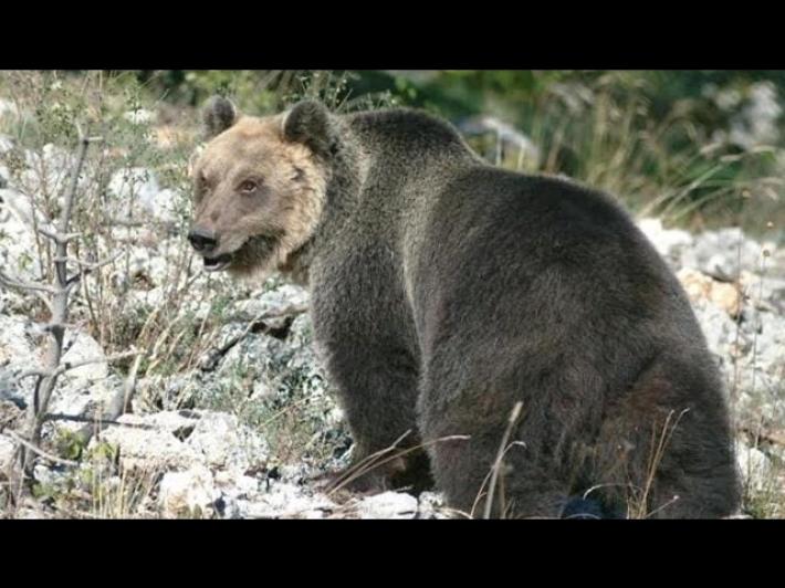 L'orso M49 catturato sui monti di Tione
