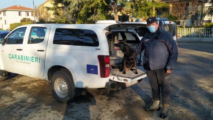 Boccone avvelenato nell'area verde, muore un cane