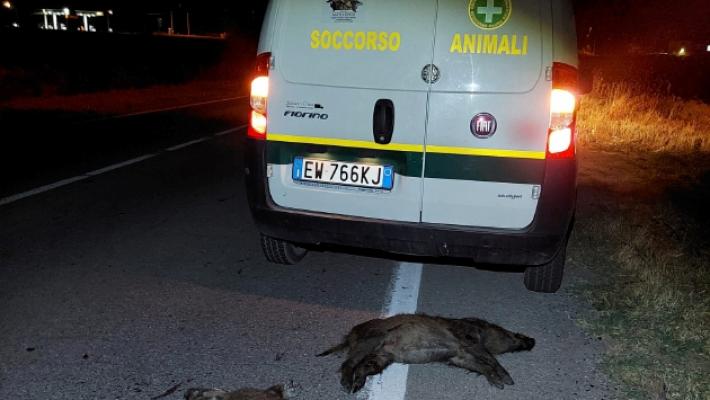Scomparsi nel nulla sei cinghiali investiti in strada
