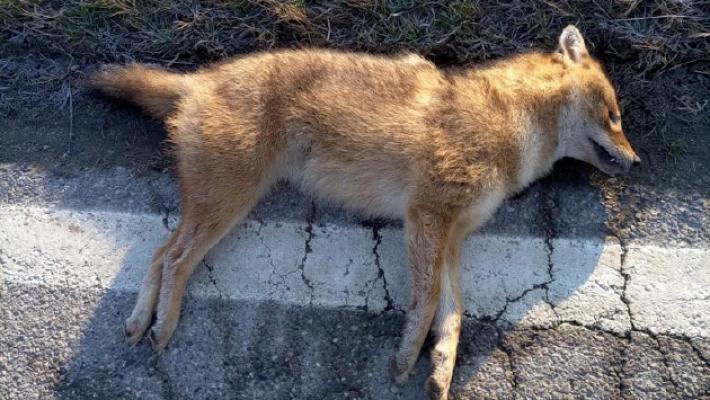 Investito e ucciso uno sciacallo dorato