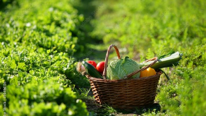Gli orti coltivati dagli scolari? La bassa dice s&igrave;, la montagna no