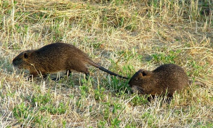 Si potr&agrave; sparare alle nutrie dopo la cattura